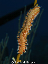 Bearded Fireworm, Saba Island by Abimael Márquez 